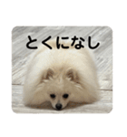 こてちゃんのスタンプ2（個別スタンプ：7）