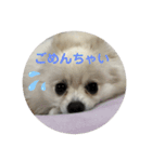 こてちゃんのスタンプ2（個別スタンプ：13）