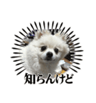 こてちゃんのスタンプ2（個別スタンプ：16）