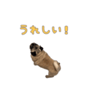 動く！Pugゲッペイ（個別スタンプ：4）