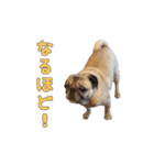 動く！Pugゲッペイ（個別スタンプ：8）