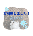 トイプードル達スタンプ40犬の日楽しく毎日（個別スタンプ：11）