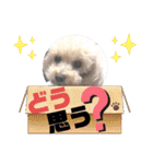 トイプー♡こころのひとりごと犬⑤シンプル（個別スタンプ：10）