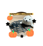 あざらしのおうちゃんハロウィン（個別スタンプ：1）