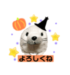 あざらしのおうちゃんハロウィン（個別スタンプ：2）