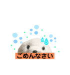 あざらしのおうちゃんハロウィン（個別スタンプ：5）