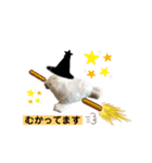 あざらしのおうちゃんハロウィン（個別スタンプ：7）