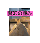 サウナがーるの日常（個別スタンプ：22）