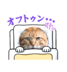 cat/元保護猫スタンプ（個別スタンプ：4）