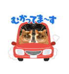 cat/元保護猫スタンプ（個別スタンプ：5）