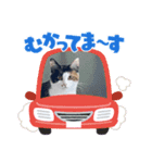 cat/元保護猫スタンプ（個別スタンプ：12）