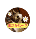すかい、いや、すぅくん（個別スタンプ：1）