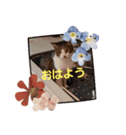 すかい、いや、すぅくん（個別スタンプ：4）