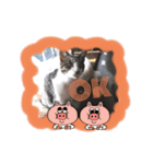 すかい、いや、すぅくん（個別スタンプ：7）
