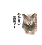 営業もふ猫のつぶやき3（個別スタンプ：2）