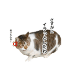 営業もふ猫のつぶやき3（個別スタンプ：4）