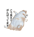 営業もふ猫のつぶやき3（個別スタンプ：7）