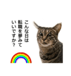 営業もふ猫のつぶやき3（個別スタンプ：8）