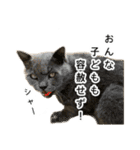 営業もふ猫のつぶやき3（個別スタンプ：9）
