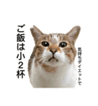 営業もふ猫のつぶやき3（個別スタンプ：10）