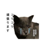 営業もふ猫のつぶやき3（個別スタンプ：14）