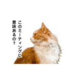 営業もふ猫のつぶやき3（個別スタンプ：15）