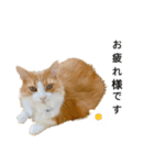 営業もふ猫のつぶやき3（個別スタンプ：16）
