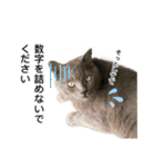 営業もふ猫のつぶやき3（個別スタンプ：18）