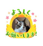 たぬきみたいな猫、そうたくん（個別スタンプ：1）