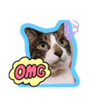 たぬきみたいな猫、そうたくん（個別スタンプ：3）