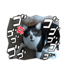 たぬきみたいな猫、そうたくん（個別スタンプ：4）