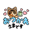 たぬきみたいな猫、そうたくん（個別スタンプ：6）