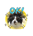 たぬきみたいな猫、そうたくん（個別スタンプ：7）