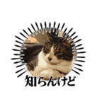 たぬきみたいな猫、そうたくん（個別スタンプ：8）