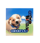 浮世絵風の犬と挨拶 vol.1（個別スタンプ：1）