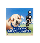 浮世絵風の犬と挨拶 vol.1（個別スタンプ：8）