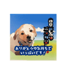 浮世絵風の犬と挨拶 vol.1（個別スタンプ：13）