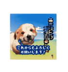 浮世絵風の犬と挨拶 vol.1（個別スタンプ：15）