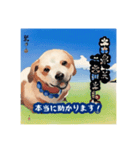 浮世絵風の犬と挨拶 vol.1（個別スタンプ：25）