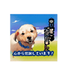 浮世絵風の犬と挨拶 vol.1（個別スタンプ：29）