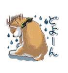 ほんわか柴犬♡冬の気配（個別スタンプ：8）