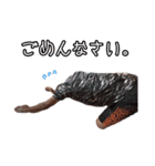 せらまさきゃっぷる（個別スタンプ：3）