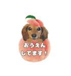 ミニチュアダックスNoaちゃんすたんぷ②（個別スタンプ：2）
