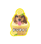 ミニチュアダックスNoaちゃんすたんぷ②（個別スタンプ：5）