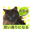 黒猫 ルナ院長120にゃんめ（個別スタンプ：3）