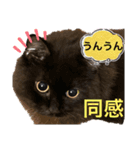 黒猫 ルナ院長120にゃんめ（個別スタンプ：5）