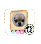 のりまめスタンプ3（個別スタンプ：8）