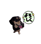 こてつ＆さく④（個別スタンプ：11）