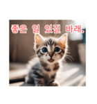 새끼 고양이 스탬프2（個別スタンプ：14）