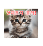 새끼 고양이 스탬프2（個別スタンプ：25）